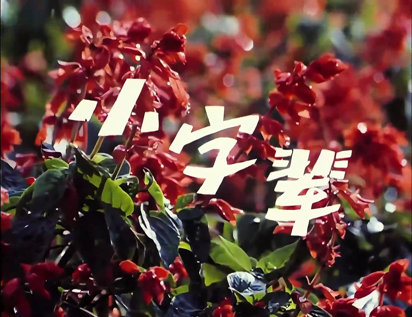 小字辈修复版.mp4_20241010_154544.998.jpg