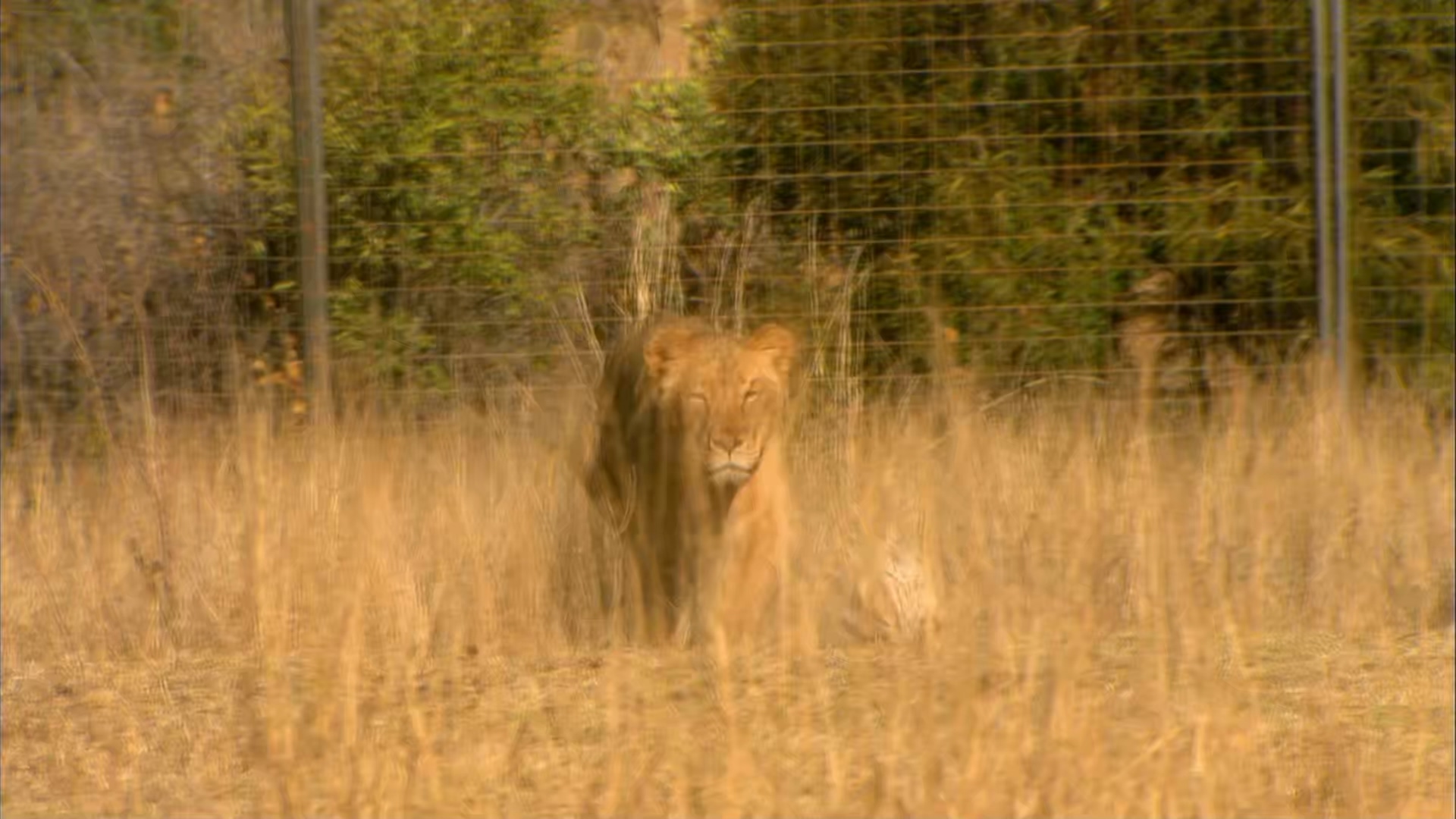 Wild.At.Heart.S03E04.1080p.AMZN.WEB-DL.mkv_20250315_233540.721.jpg