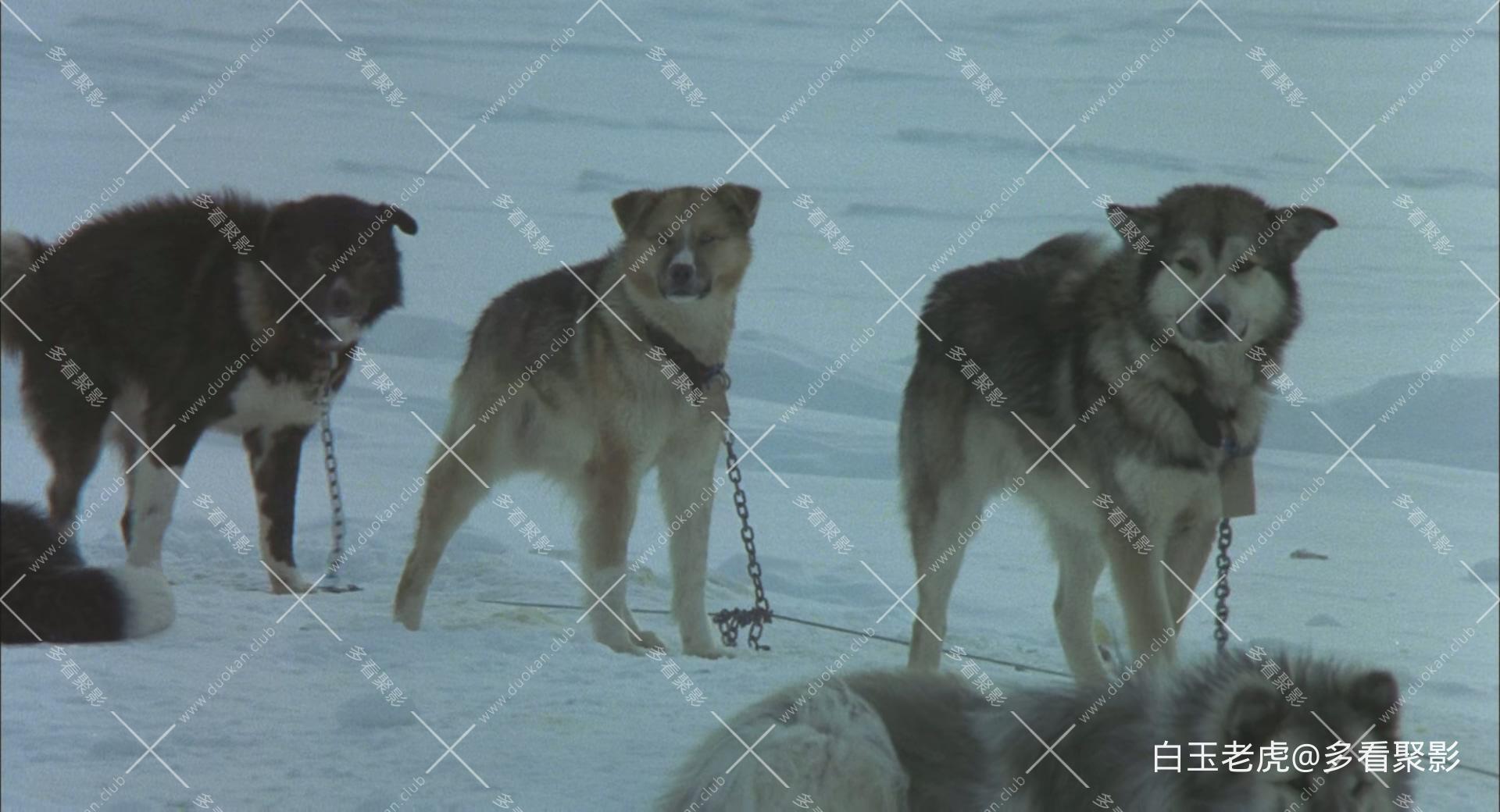 Antarctica.1983.BluRay.1080p.x265-MiniHD.mkv_20250927_082852.831.jpg