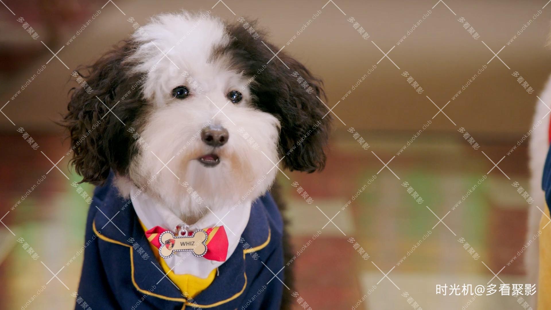 狗狗学院 [S02E02] - 斯帕克想回来.mkv_20251115_105852.933.jpg