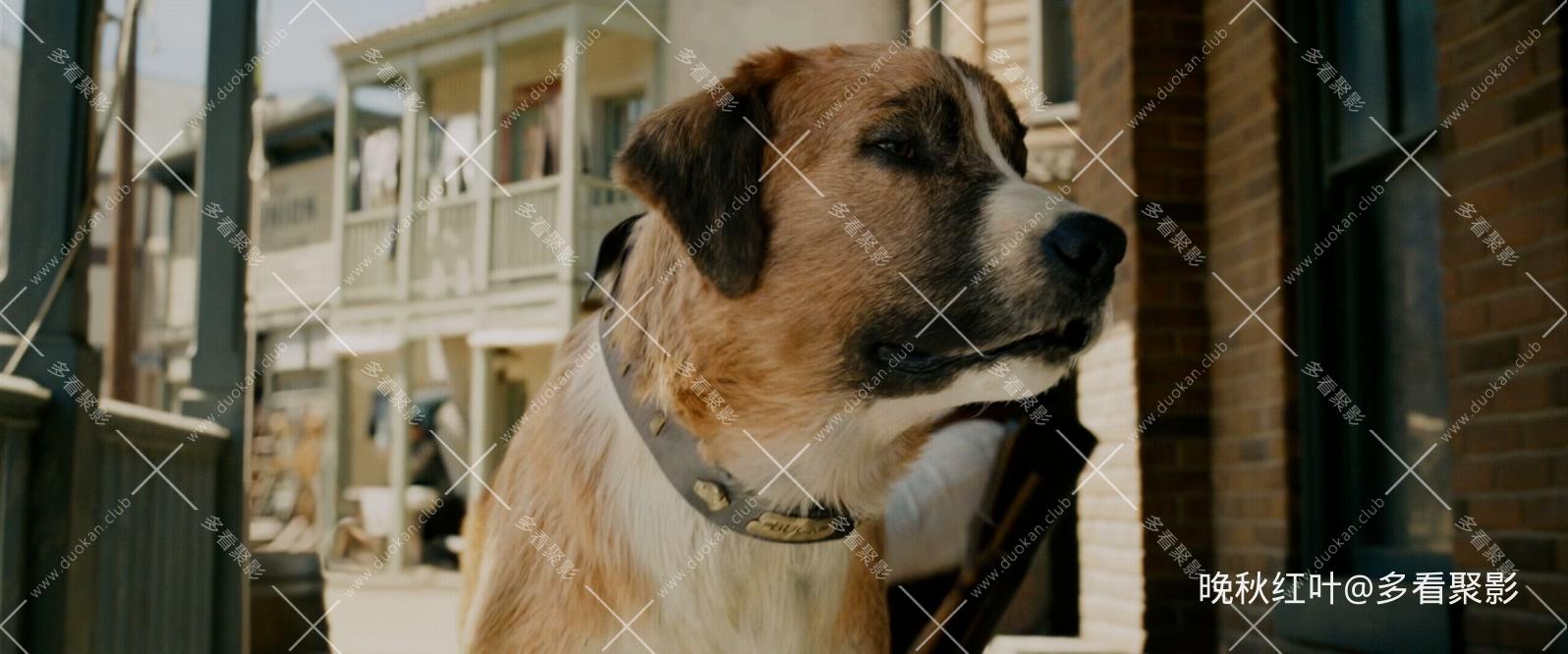 The Call of the Wild 2020 USA BluRay 2160p TrueHD7.1 HDR10 x265 10bit-DreamHD.mk.jpg