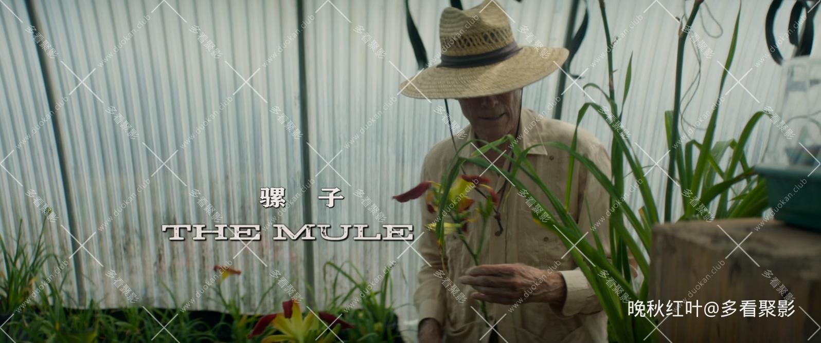The.Mule.2018.BluRay.1080p.DTS-HD.MA.5.1.x265.2Audio.10bit-DreamHD.mkv_20260312_.jpg