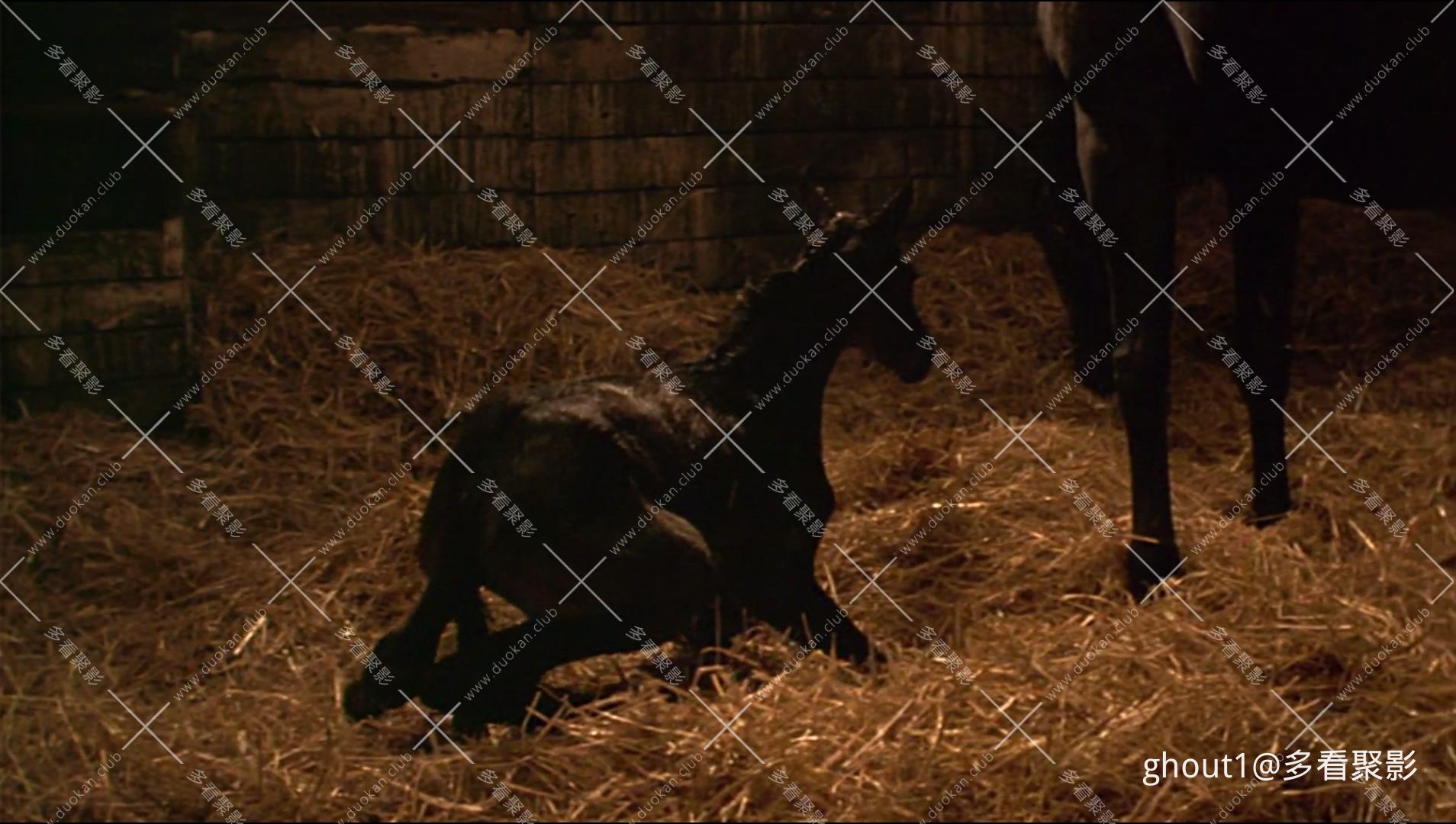 Black Beauty.mp4_000344.597.jpg