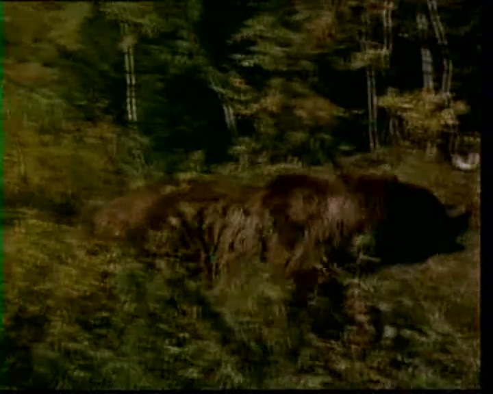 Walking Thunder.mp4_000045.525.jpg